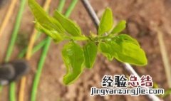 冬枣树什么时候发芽 冬枣树什么时候发芽开花结果