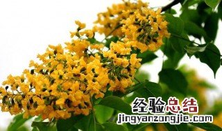 小叶紫檀开花预示着什么兆头 小叶紫檀开花寓意