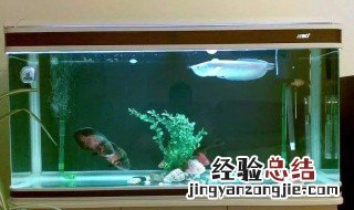 鱼缸水偏酸怎么办 鱼缸水发酸怎么解决