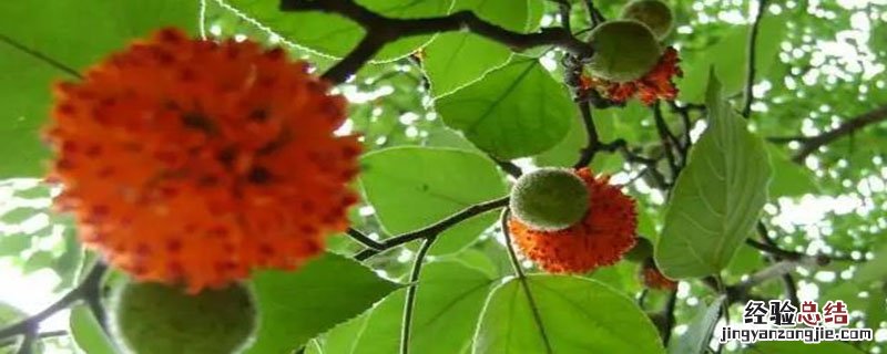 皮树能吃吗 皮树果子可以吃吗