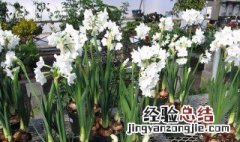 为什么水仙花喝清水就能生长开花 为什么水仙花只要泡在水里就能开花