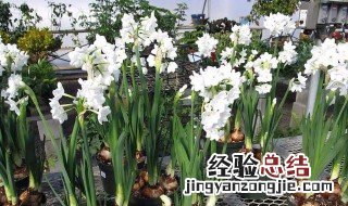 为什么水仙花喝清水就能生长开花 为什么水仙花只要泡在水里就能开花