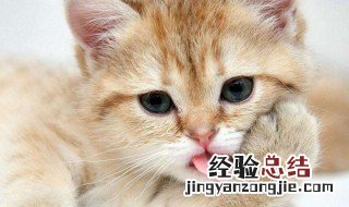 猫螨怎么处理 猫螨虫的治疗方法