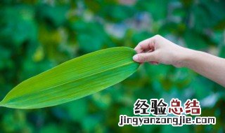 南方粽子叶是什么叶子 南方粽子叶介绍