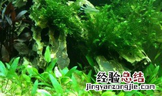 鱼缸用什么底沙合适种水草 合适种水草的底沙