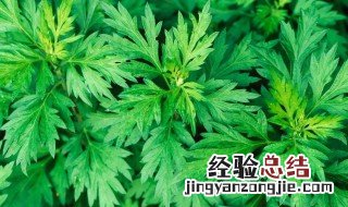 艾草放衣柜里能除虫吗有毒吗 艾草放衣柜里能除虫吗