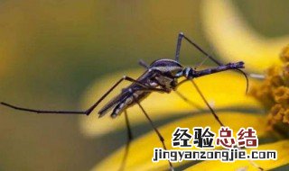 蚊子寿命最长是多长 蚊子寿命最长应该是多长