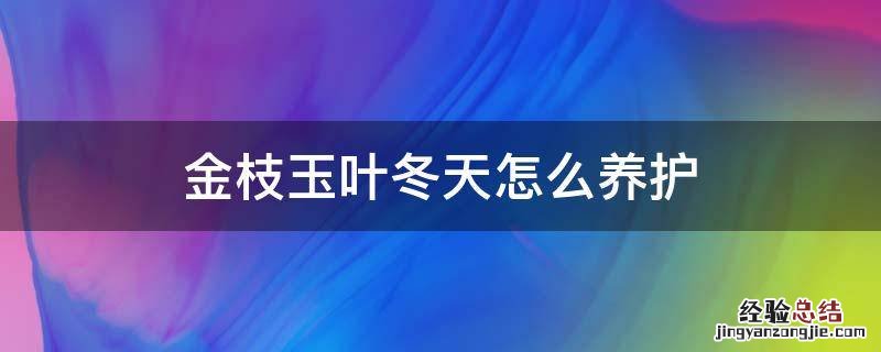 金枝玉叶冬天怎么养护