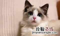 如何做猫咪的猫砂 做猫咪的猫砂方法