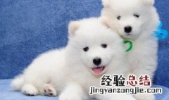 怎么挑选纯种萨摩幼犬 怎么挑选纯种萨摩幼犬图片