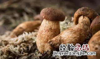 牛肝菌的功效与作用及食用方法 牛肝菌的功效是什么