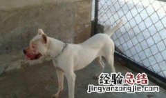 同窝杜高幼犬怎么挑选 杜高犬一窝能生几只