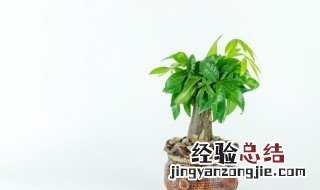 花卉为什么要修剪整形 花卉的修剪整形方法