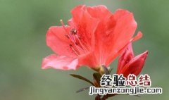 杜鹃开花期间怎样浇水施肥 杜鹃花开花时几天浇一次水