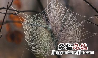 蜘蛛可以吃吗 蜘蛛简单介绍