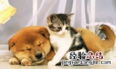 猫和狗脚印有什么区别 猫和狗脚印的区别