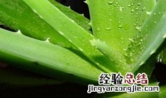 芦荟直接涂脸上可以吗 芦荟能不能直接涂脸上