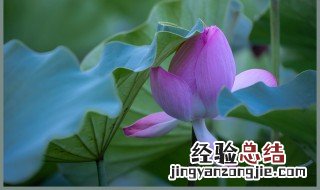 梦见荷花是什么意思 梦见荷花是什么的意思