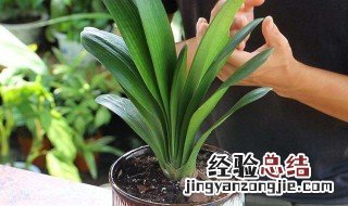 君子兰刚长出来的花苞是什么颜色 君子兰刚长出来的花苞是哪种颜色