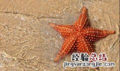 海燕海星能吃吗 海星能吃吗