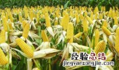 中国种植面积最大 中国最大的种植区在哪里