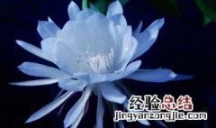 昙花可以吃吗 昙花可以吃吗怎么吃最好