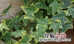 卫生间养什么植物除臭 卫生间放这几种植物除臭效果最好