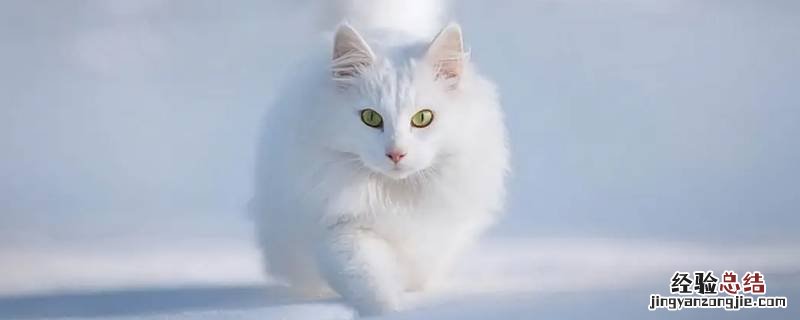 把猫咪指甲剪了还需要猫抓板吗