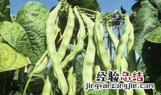 大豆角种植时间和方法 大豆角种植时间与种植方法介绍