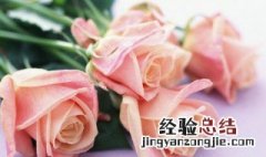 养玫瑰花水中加什么花期更长久 关于养玫瑰花水中加什么花期更长久