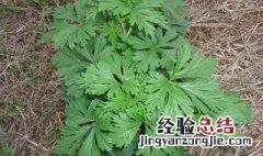 门上的艾草怎么挂 艾草门口怎么挂