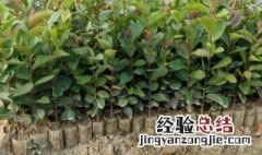 油茶树苗种植方法视频 油茶树苗种植方法