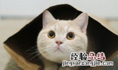 猫沐浴露怎么挑 挑选的时候要注意什么