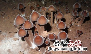 黑鸡枞菌种植方法 黑鸡枞菌怎么种植