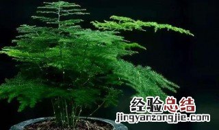 文竹开花寓意什么兆头 文竹开花寓意简述