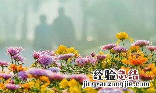 为什么菊花会赤脚