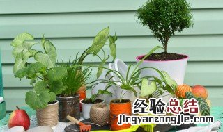 植物养水里 养水里的植物