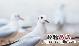 养鸽子是放养好还是圈养好 南方放养鸽子好还是圈养好