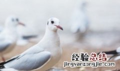 信鸽怎么养才不会飞走 养鸽子不会飞走吗