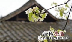 清明节的祭扫礼仪 清明节祭扫习俗