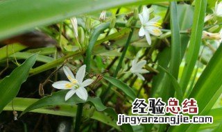 吊兰开花是什么兆头 吊兰开花意味着什么