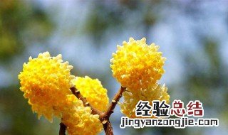 结香花的花语是什么 结香的花语和传说