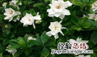 养栀子花需要注意哪些事项 养栀子花需要注意的事项简述