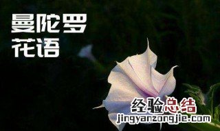 红色曼陀罗花语 曼陀罗花语