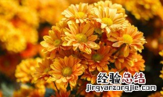 各类菊花花语 菊花花语—各种菊花的花语大全