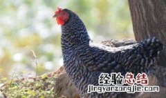 怎么选择芦花鸡 挑选芦花鸡的3种方法