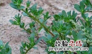 山野菜怎么冷冻 山野菜冷冻的方法