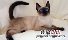 暹罗猫为什么越来越黑显色 暹罗猫为什么越来越黑