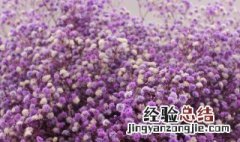 新鲜的满天星怎样做干花 新鲜满天星如何做干花