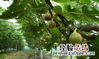 无花果树春季怎样修剪 无花果树春季如何修剪